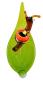 Preview: Orchideenstab, Blatt mit Schnecke -bunt- (normale Ausf.)